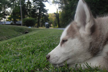 Siberian Husky