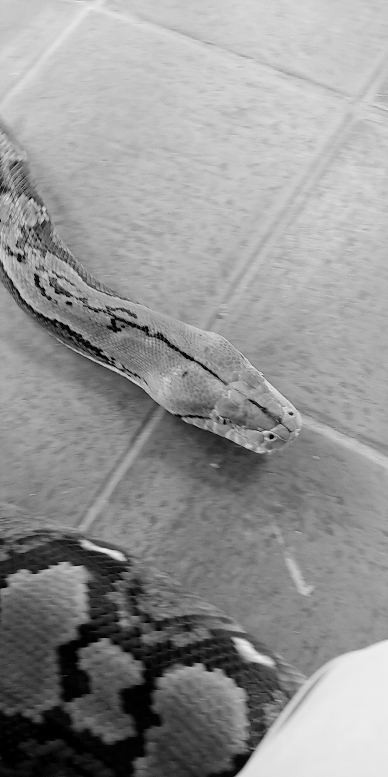 Is Reticulated Python Venom A Medical Marvel? - c2bw4od