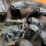 Psalmopoeus cambridgei - Closeup