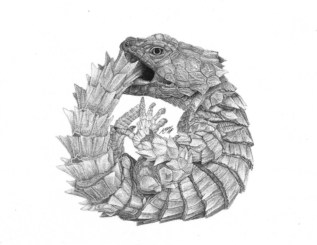 Armadillo.girdled.lizard Coloring Page