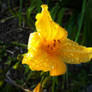 Wet Flower