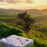 Countryside - Palestine