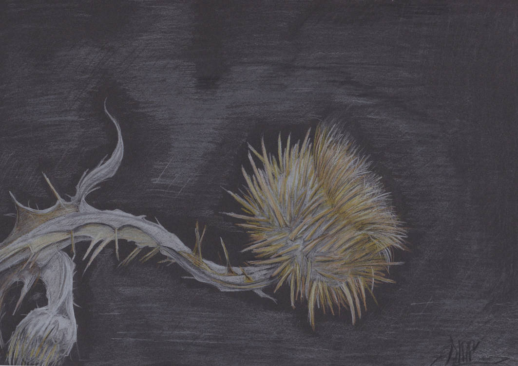Distel by blocartwork on DeviantArt
