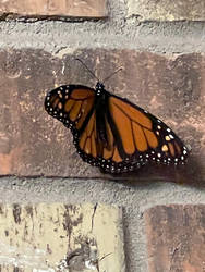 Monarch Of the butterflies