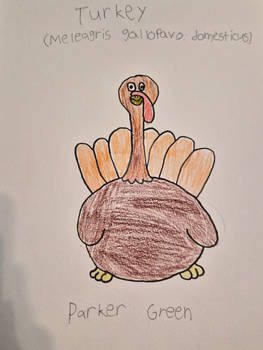 Domestic turkey