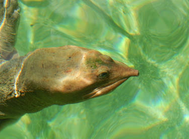 Deviantart Softshell Turtle Explore the Best Softshell Art | DeviantArt