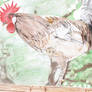 Rooster