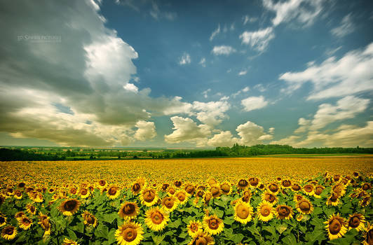 Sunflowers 2008