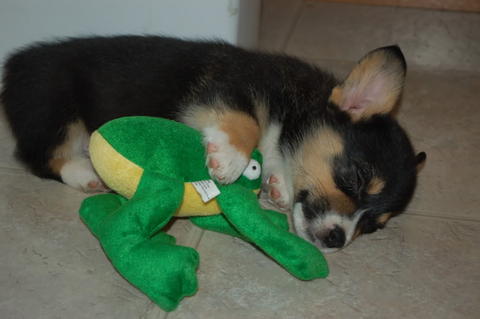 Tired Yoshi