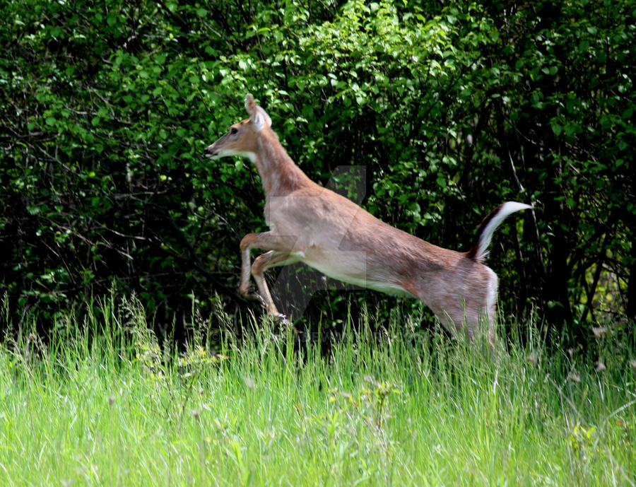 Deviantart Animal Jumping The Jump. by RLCLOUGH on DeviantArt