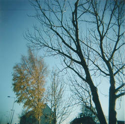 Winter trees II