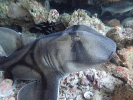 Wild Port Jackson Shark