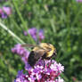 Bee on the Flower