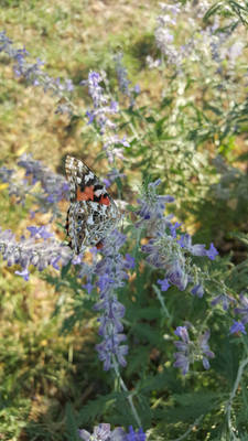 ButterFly Lunch Time #2