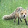 Angry Wild Red Fox 2