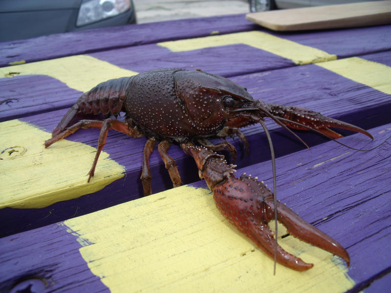 A Crawfish