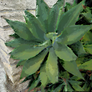 Large succulent plant