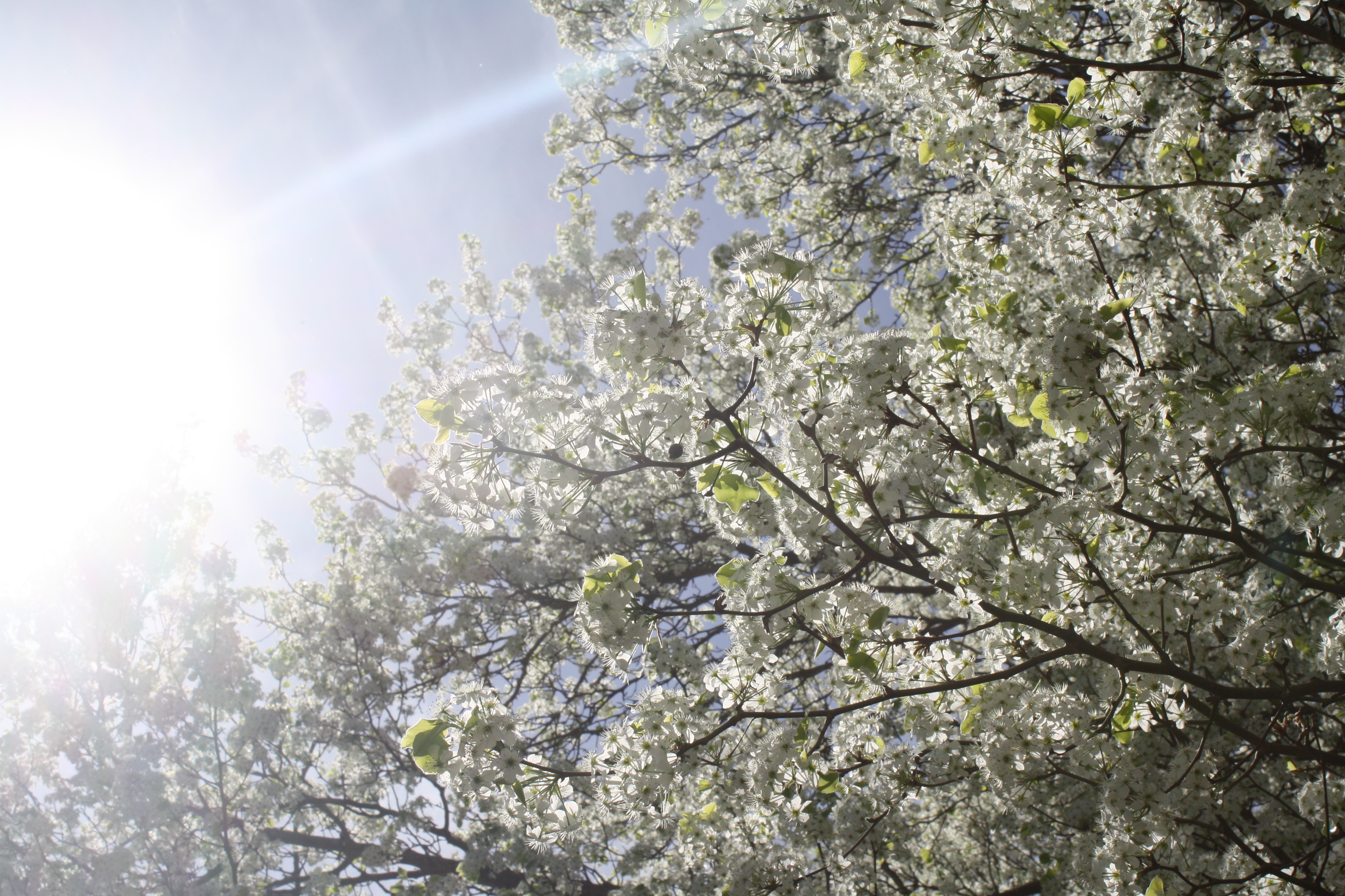 when spring comes 2.