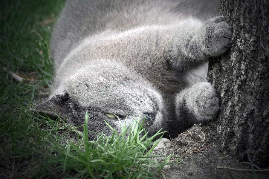 cats love trees