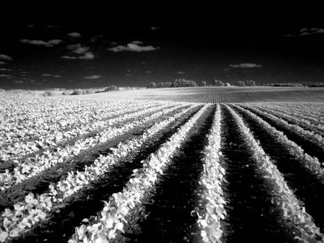infrared soy bean field