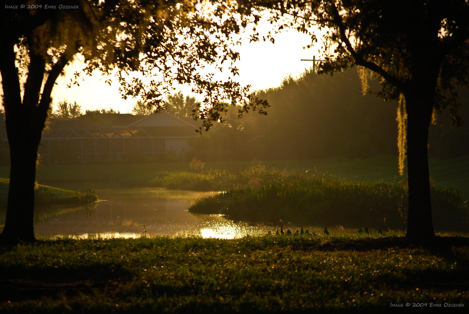 Golden Morning