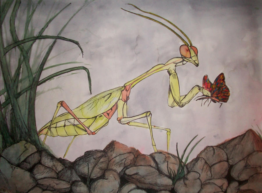 Mants Deviantart Mantis by yoursalvation on DeviantArt