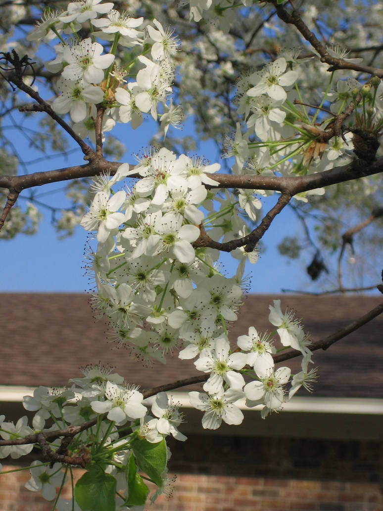 In Bloom