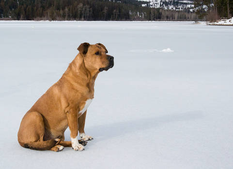 Bubba, out on a frozen Bull Lake, Montana