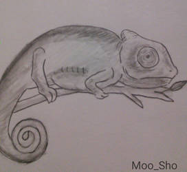 Chameleon Sketch