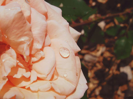 Teardrops On A Rose