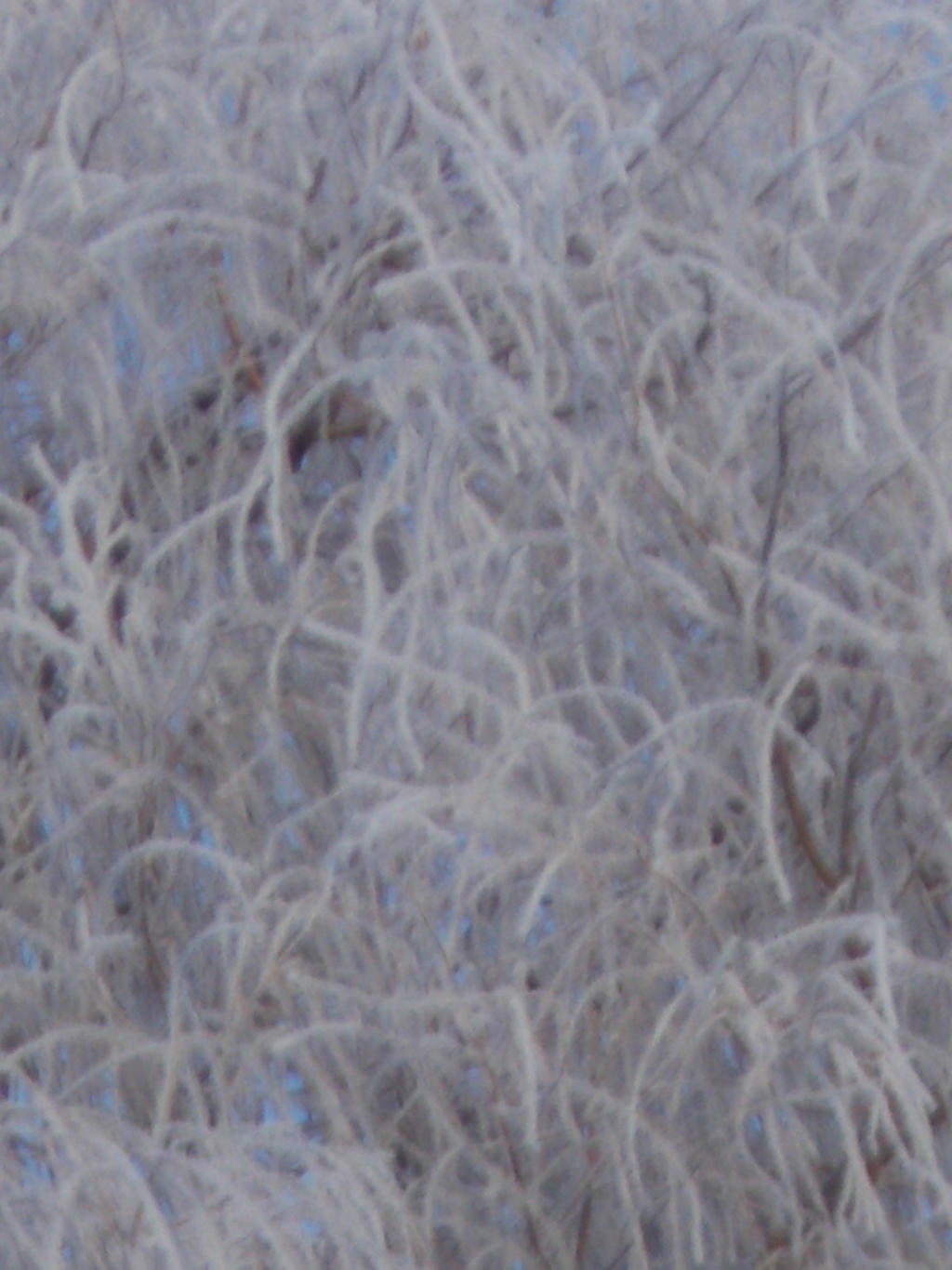 Frosty Willow Texture 3