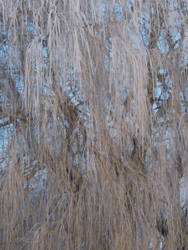 Frosty Willow Texture 2