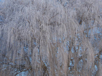 Frosty Willow Texture 1