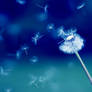 Parachutes