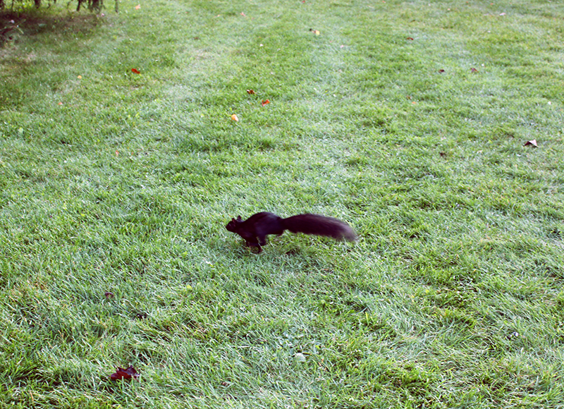 Torontonian black squirrel