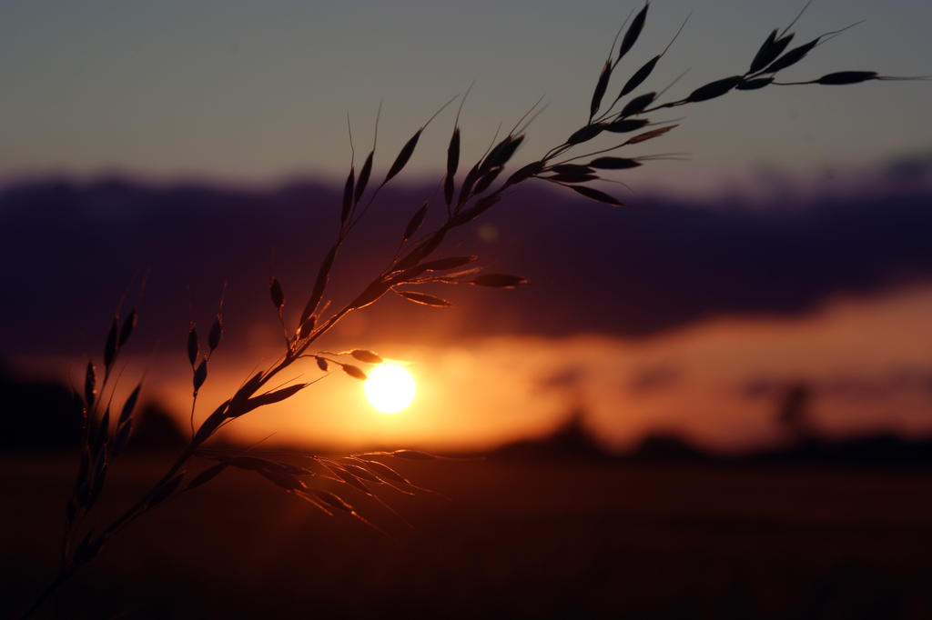 Summer Evening -1-