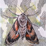 mosquito net