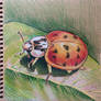 Ladybug