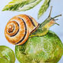Orange snail