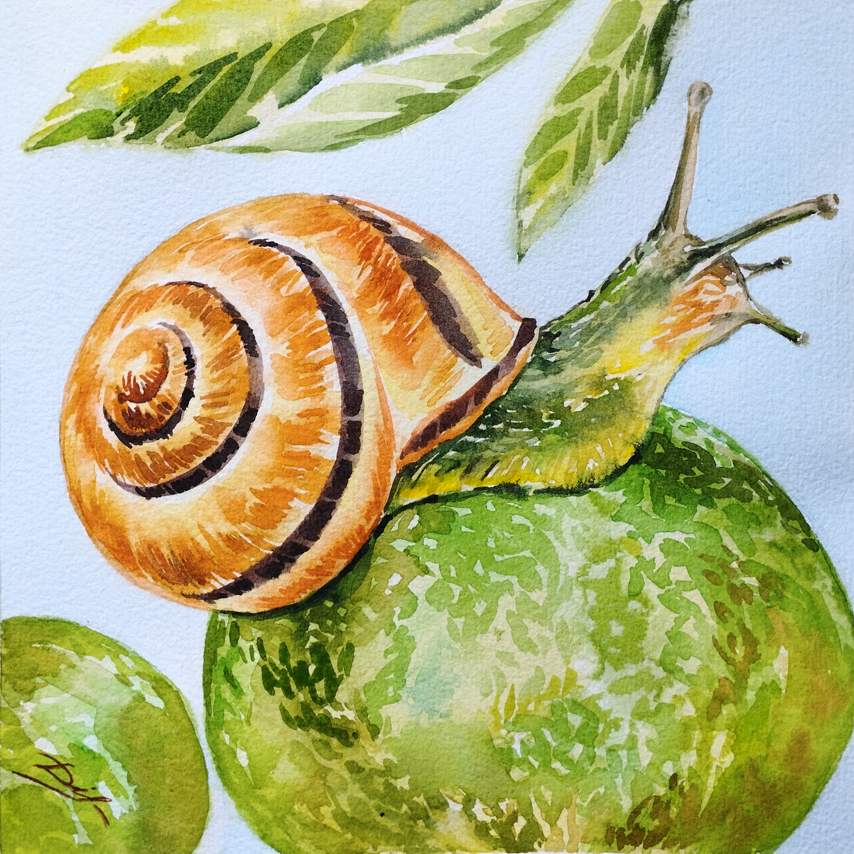 Orange snail