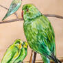Green rumpus