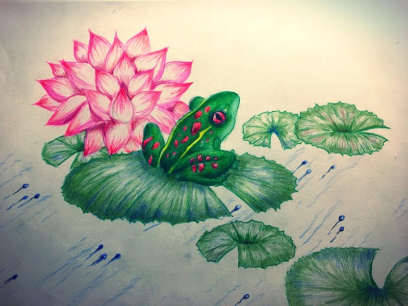 Lilypad And Frog Color Pencil Drawing By Artsyartistle On Deviantart Lilypad And Frog Color Pencil Drawing By Artsyartistle On Deviantart