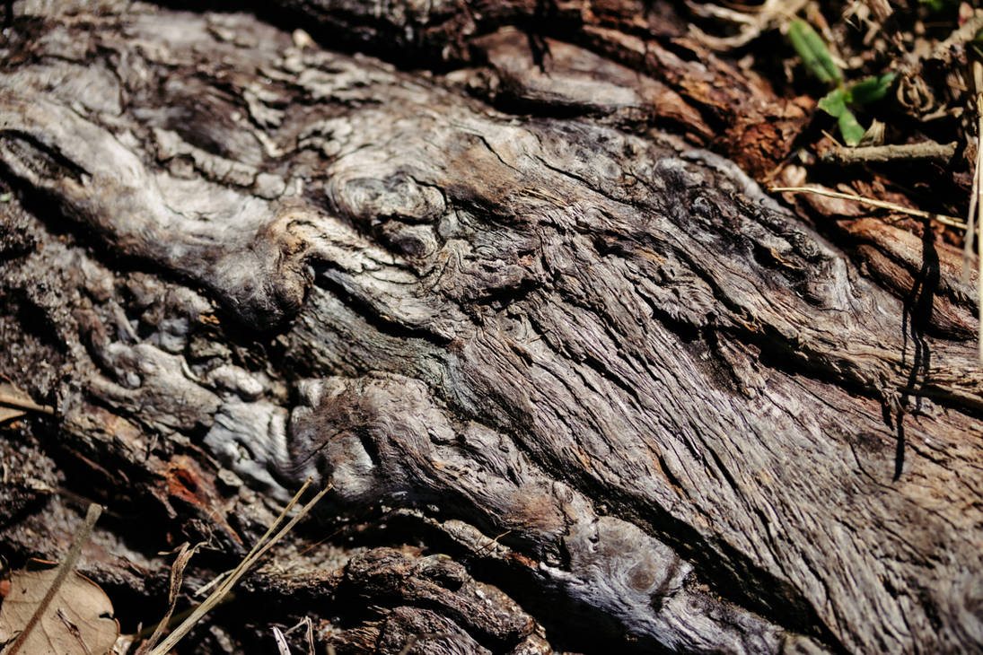 Free root patterns in nature study stock ref photo by JessicKat on ...