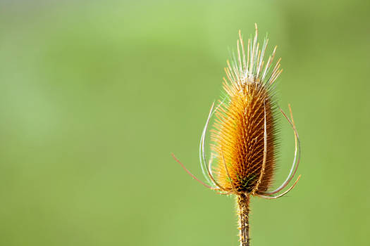 Teasel