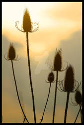 Teasel - 2