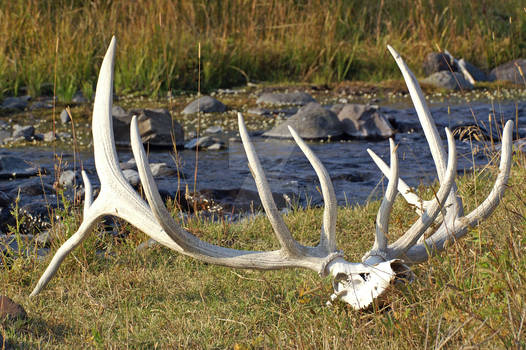 Elk skull