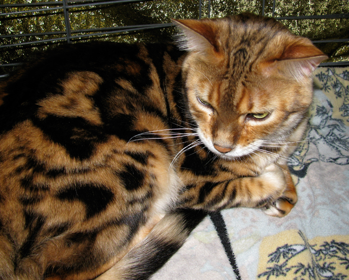 Bengal cat