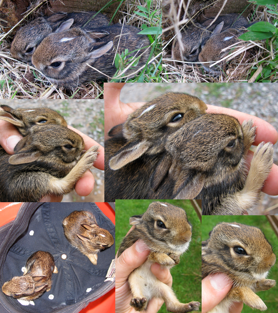 baby bunnies