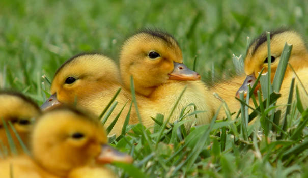 baby ducks