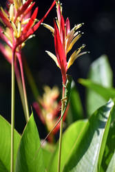 Anole on bird of Paradise